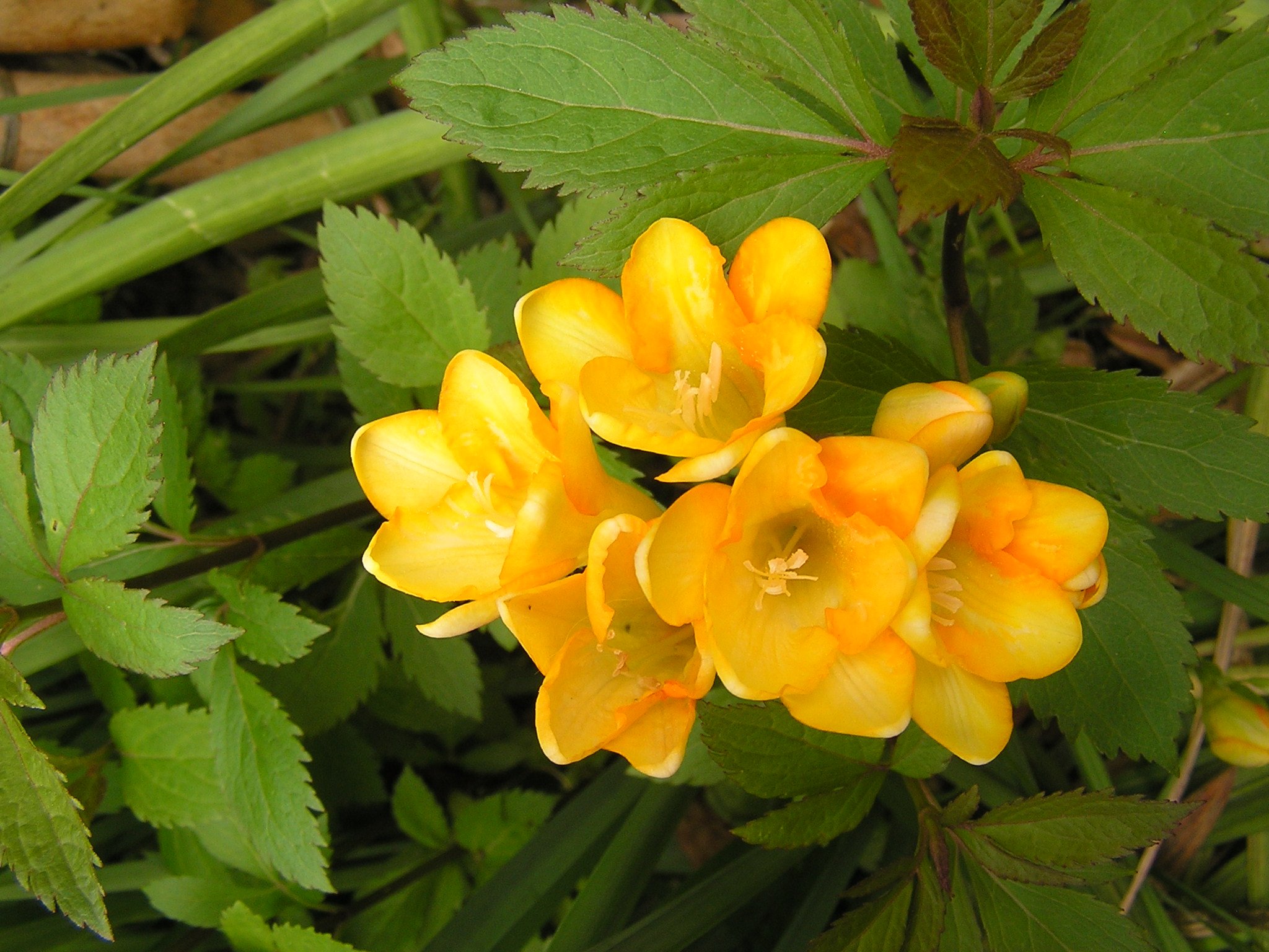 Flora 我が家の春の花 フリージア 黄色と白 お客様が見えて 香りが良いですねぇ と言って下さいますが いつも嗅いでいると匂いません どんな良い香りなのかな 春 花 フリージア Flower T Co Z3umisvbwk Twitter
