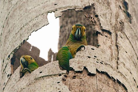 ThinkJungle's tweet photo. Red-bellied Macaws, Tahuayo Lodge | Alfredo Dosantos • #Adventure #Rainforest • Book Lodge https://t.co/kSUjUK2bUH https://t.co/uFs3w54gyV