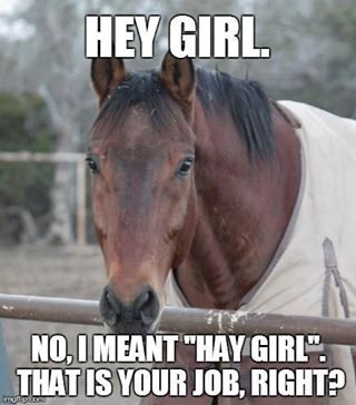 FlintsYard's tweet image. Now this sounds familiar! #horseylife