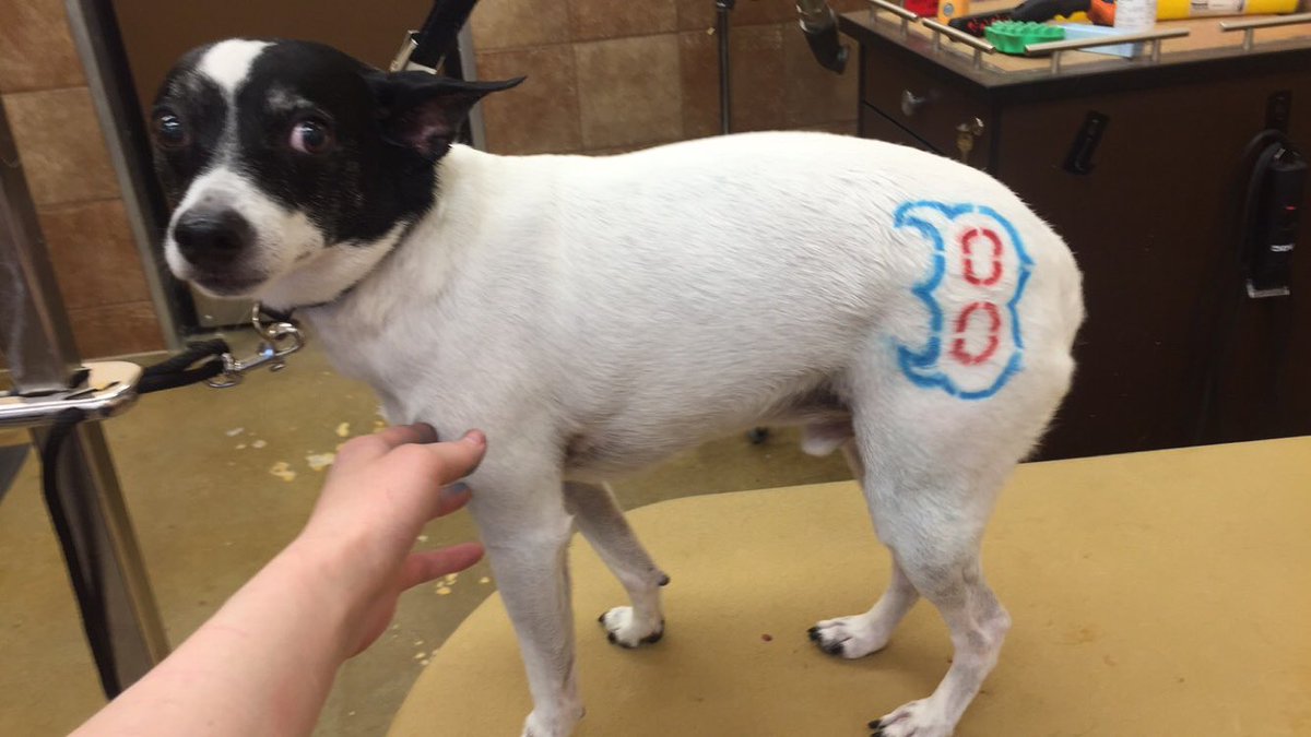 nmgiles3's tweet photo. Corkey is representing the Red Sox! #eastpetm #RedSox #inspiredbypets https://t.co/OMDfLGmjMx
