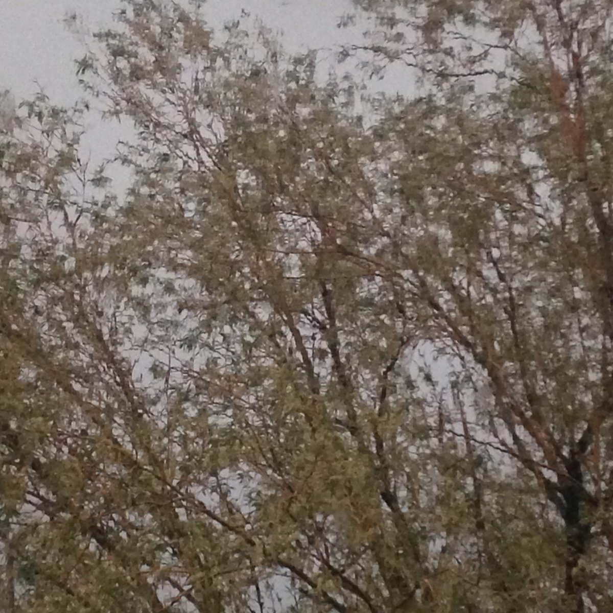 Awake too early on a #rainy Sunday morning #wheresthecoffee