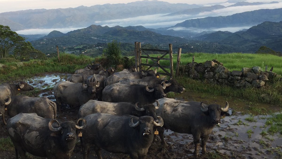 būf CREAMERY tweet media