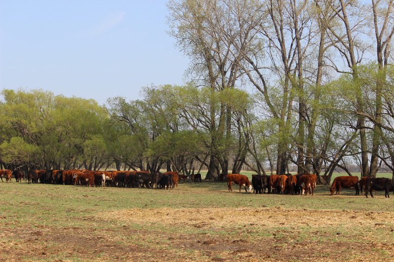 FGP Cattle tweet media