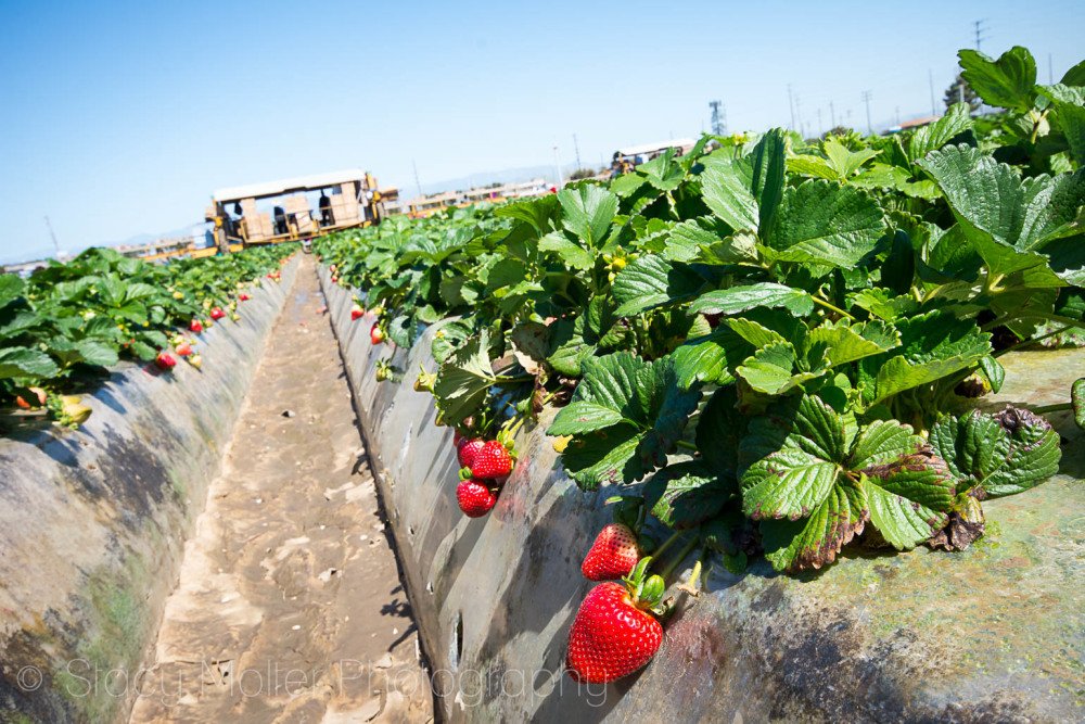stacymolter's tweet photo. Oxnard California Strawberries Farm Tour https://t.co/HvUPmCSOnj #CAFarmFresh #CAStrawberries AD https://t.co/kyqlDX5Crz