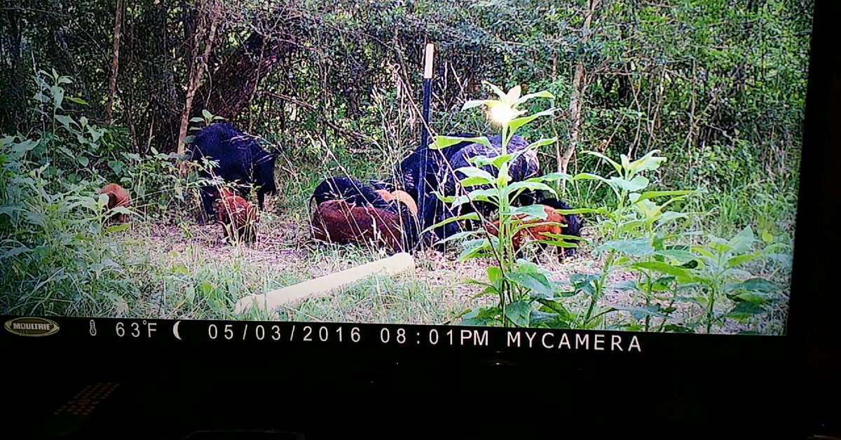 NfacklerTX's tweet photo. Hoggs and piglets loving the roller! https://t.co/IXkXJr9SLW