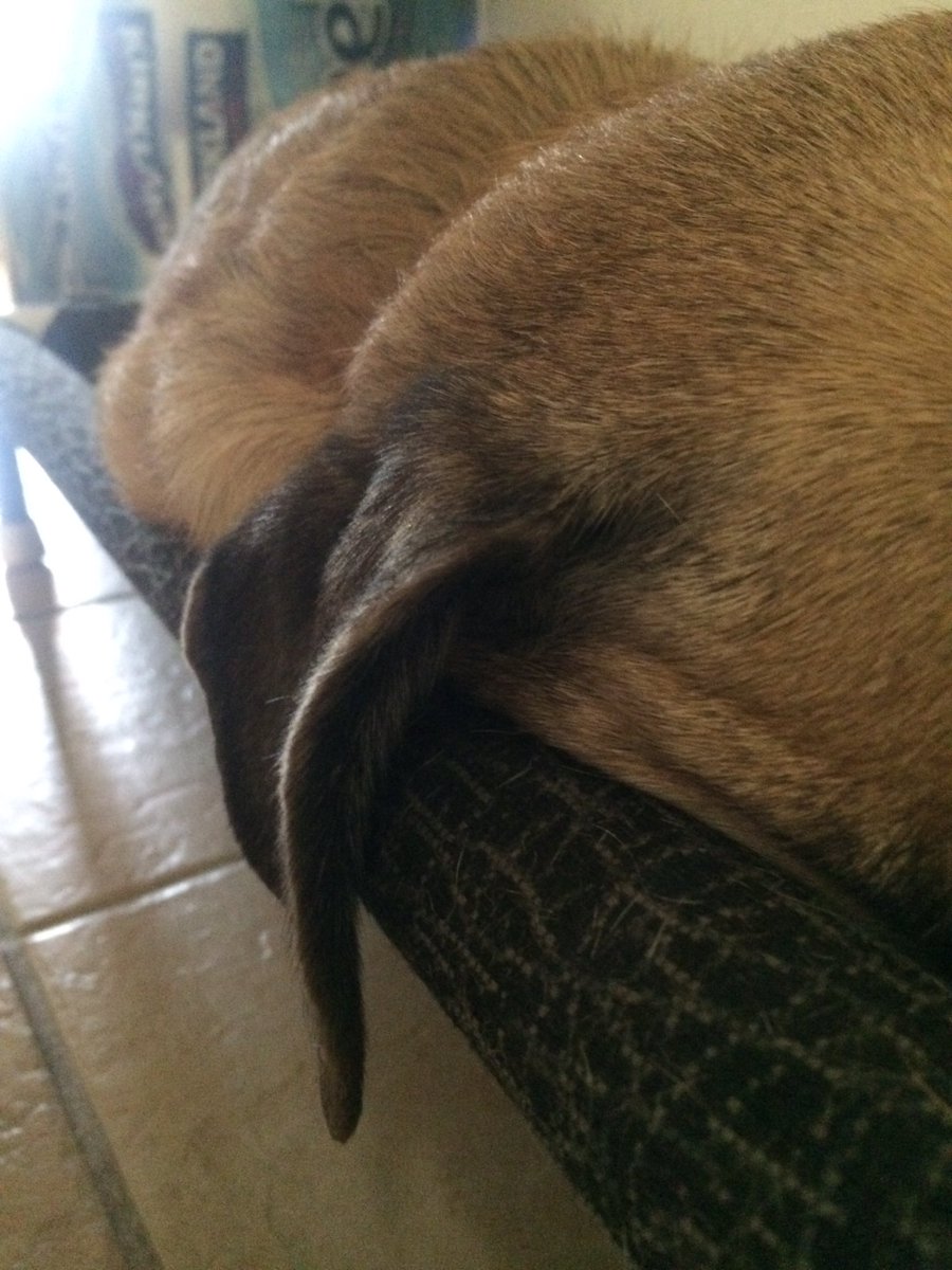 indy_yu's tweet photo. Nap time... https://t.co/SYzdyV6PHG