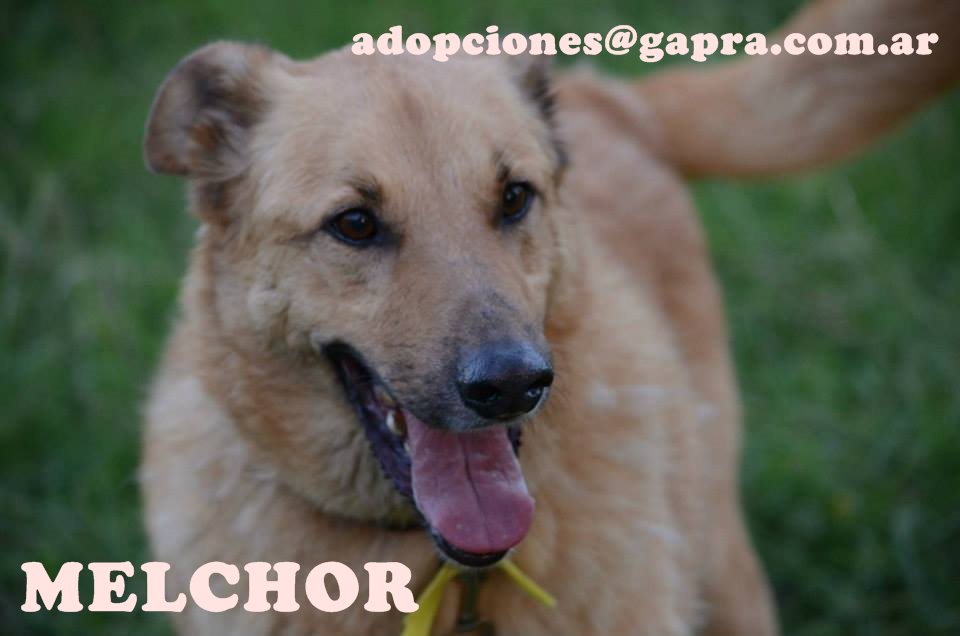 MELCHOR...
CONTACTO: adopciones@gapra.com.ar / madrinas@gapra.com.ar
facebook.com/RefugioGapra