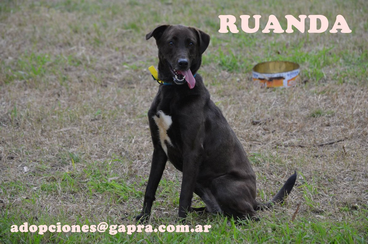 RUANDA...
CONTACTO: adopciones@gapra.com.ar / madrinas@gapra.com.ar
facebook.com/RefugioGapra