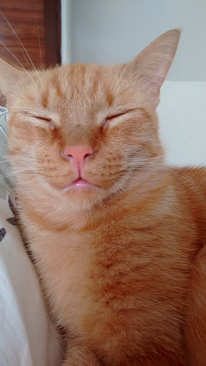 CostaEstela's tweet photo. Coisa linda de mãe dormindo de boquinha aberta 😻 https://t.co/NWcUopXgs9