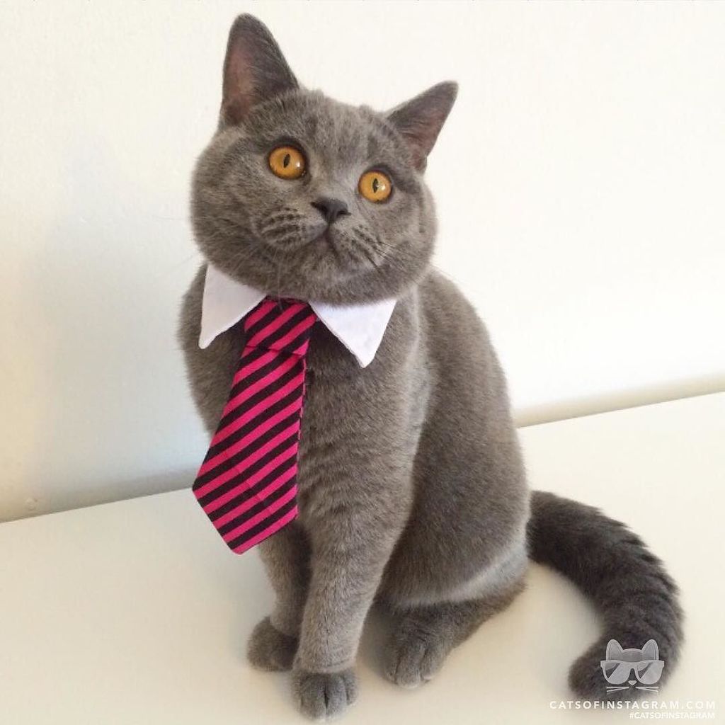 Cat vs Red Dot catvsreddot Twitter Cat vs Red Dot catvsreddot Twitter