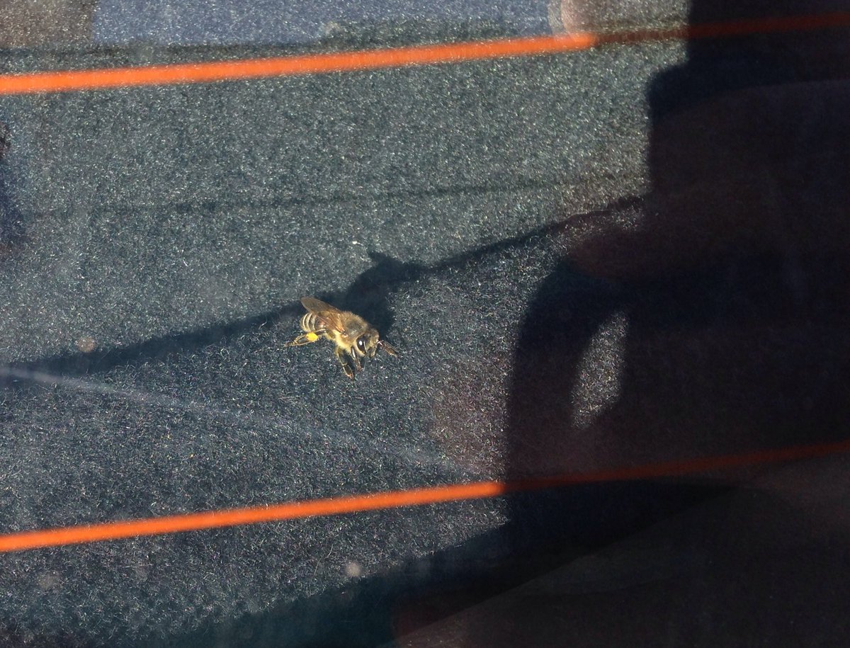 Today we saw every type of bee but the honey bee. Turns out they were waiting in car #JanesWalk <a href="/JanesWalk_MSaug/">JanesWalkMississauga</a>