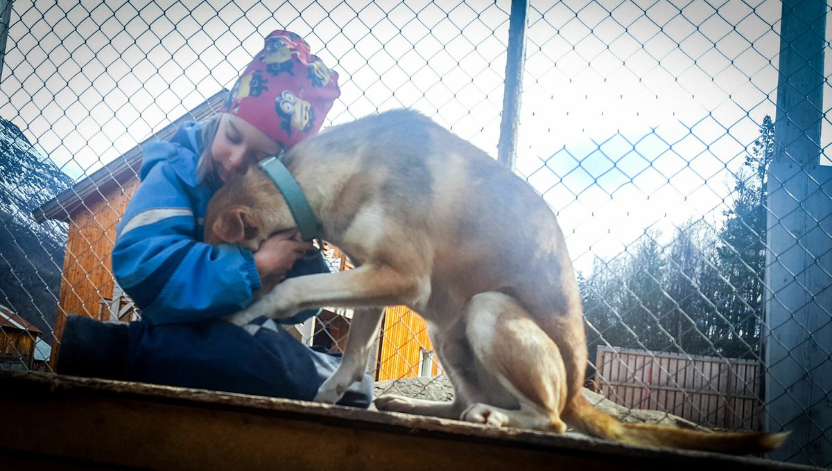 #kidsofthenorth #hundekjøring #trekkhunder #alaskahusky #løphunder