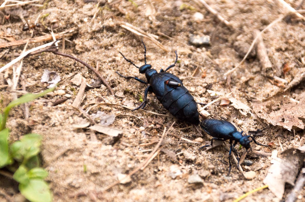 ReddyDesigns's tweet photo. American Oil Beetles https://t.co/2rQkEmBpS9