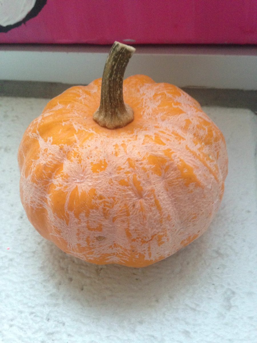 LisaThePumpkin's tweet photo. Finals week is the worst time to catch a mold! https://t.co/wzZ4U45UwV