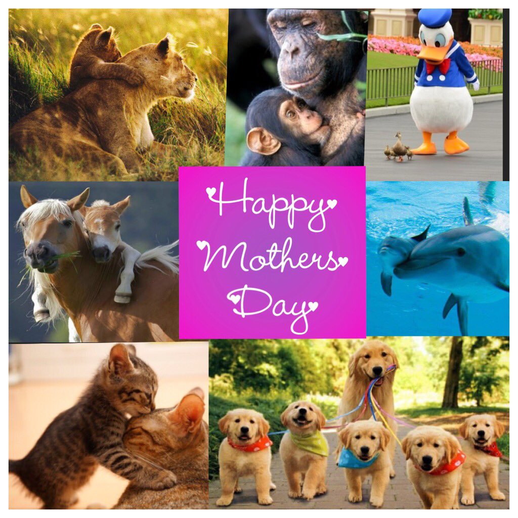 #HappyMothersDay #CelebrateYourMom @somereedforlife @bilgegulcu  @ianmyangel @itsabluehaven @bestofians @DPLGES2011