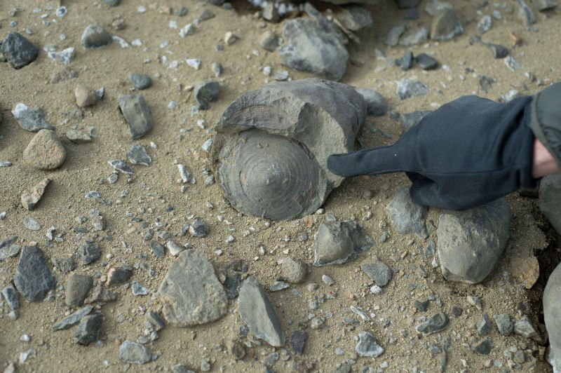 Gizmodo's tweet photo. An expedition to Antarctica uncovered a treasure trove of 71-million-year-old fossils: https://t.co/4jv8X95YXV https://t.co/C7GBZcC7pD