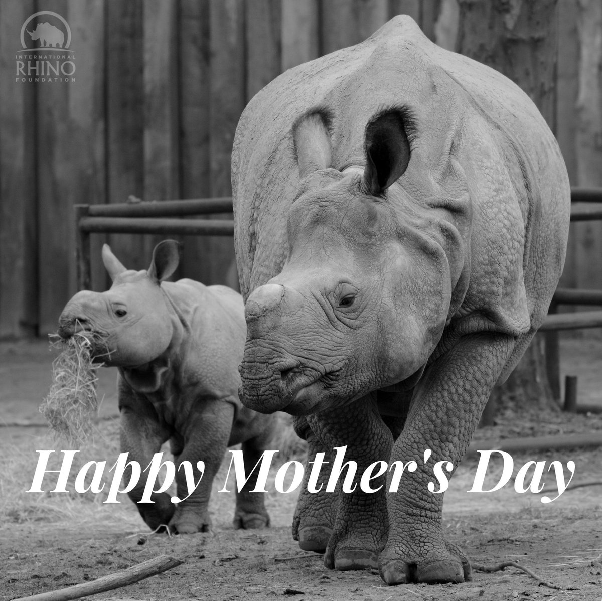 IntlRhinoFoundation 🦏 tweet media