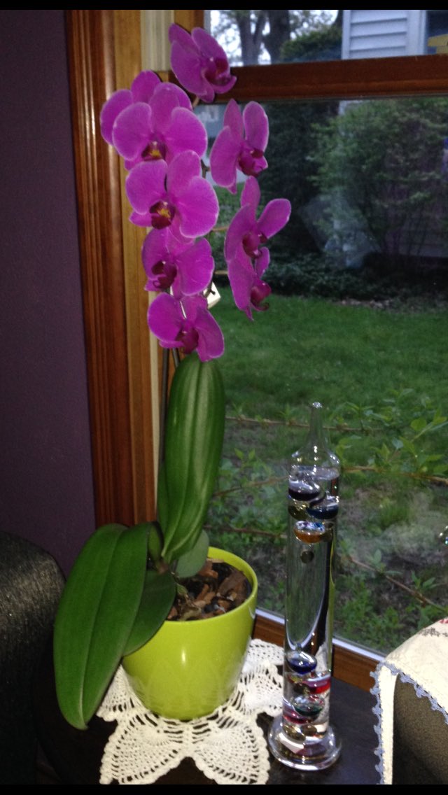 dbsjezebel's tweet photo. @summerthyme09 thank you for a nice #MothersDay #orchid #Galileo #themometer https://t.co/XDEwcc0i0Z