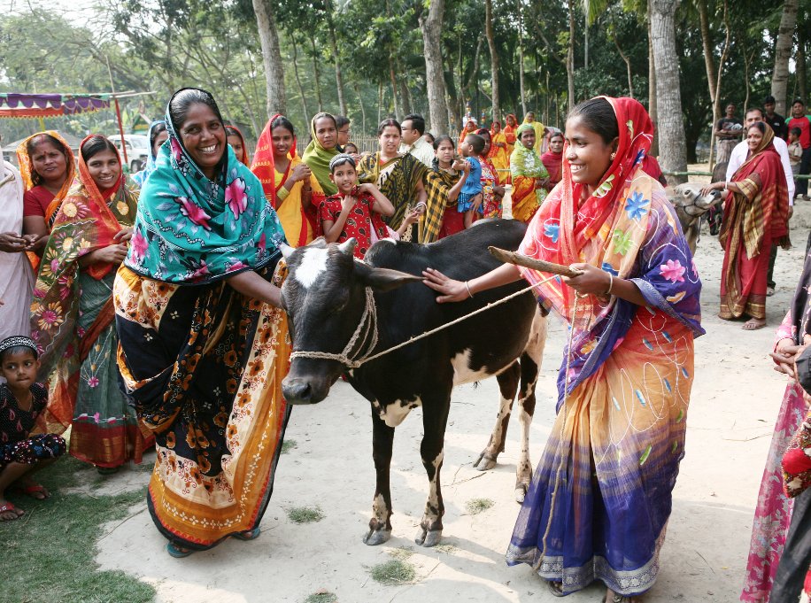 Heifer tweet picture