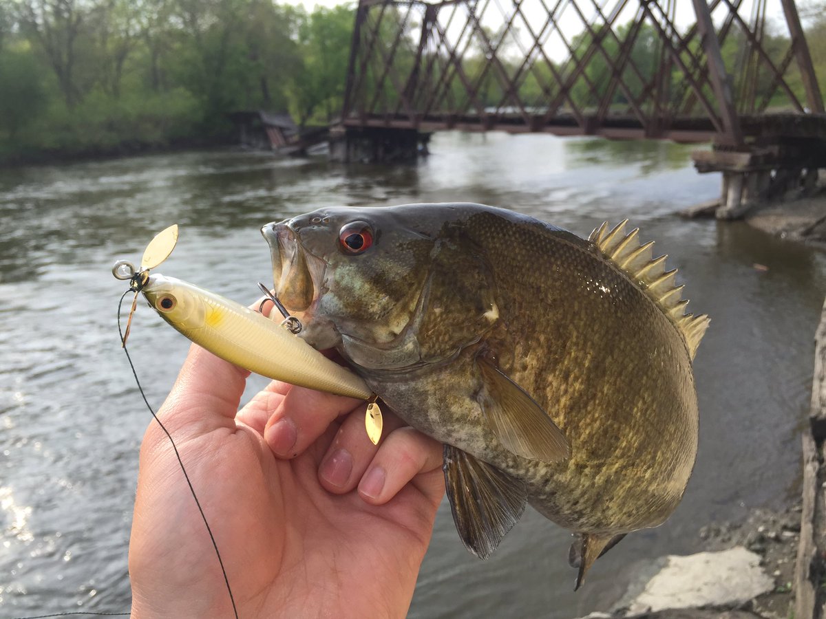 FishingTheMW's tweet image. River smallies and already crunching topwater!