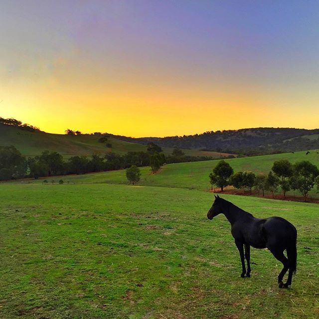 Such beautiful countryside in #Toodyay, #AvonValley. Head out for a drive or take the train. Pic @happymatty747 IG