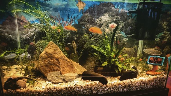 Pysgod_'s tweet photo. Nueva foto de #acuariofilia tomada por @manulisius - "#peces #ciclidos #africanos #misbebe… https://t.co/fcoigkCcFk https://t.co/JqMSLivjud
