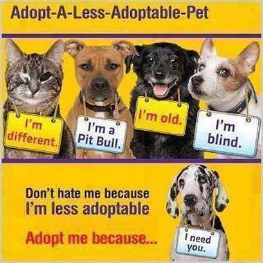 #AdoptDontShop #AdoptALessAdoptablePet