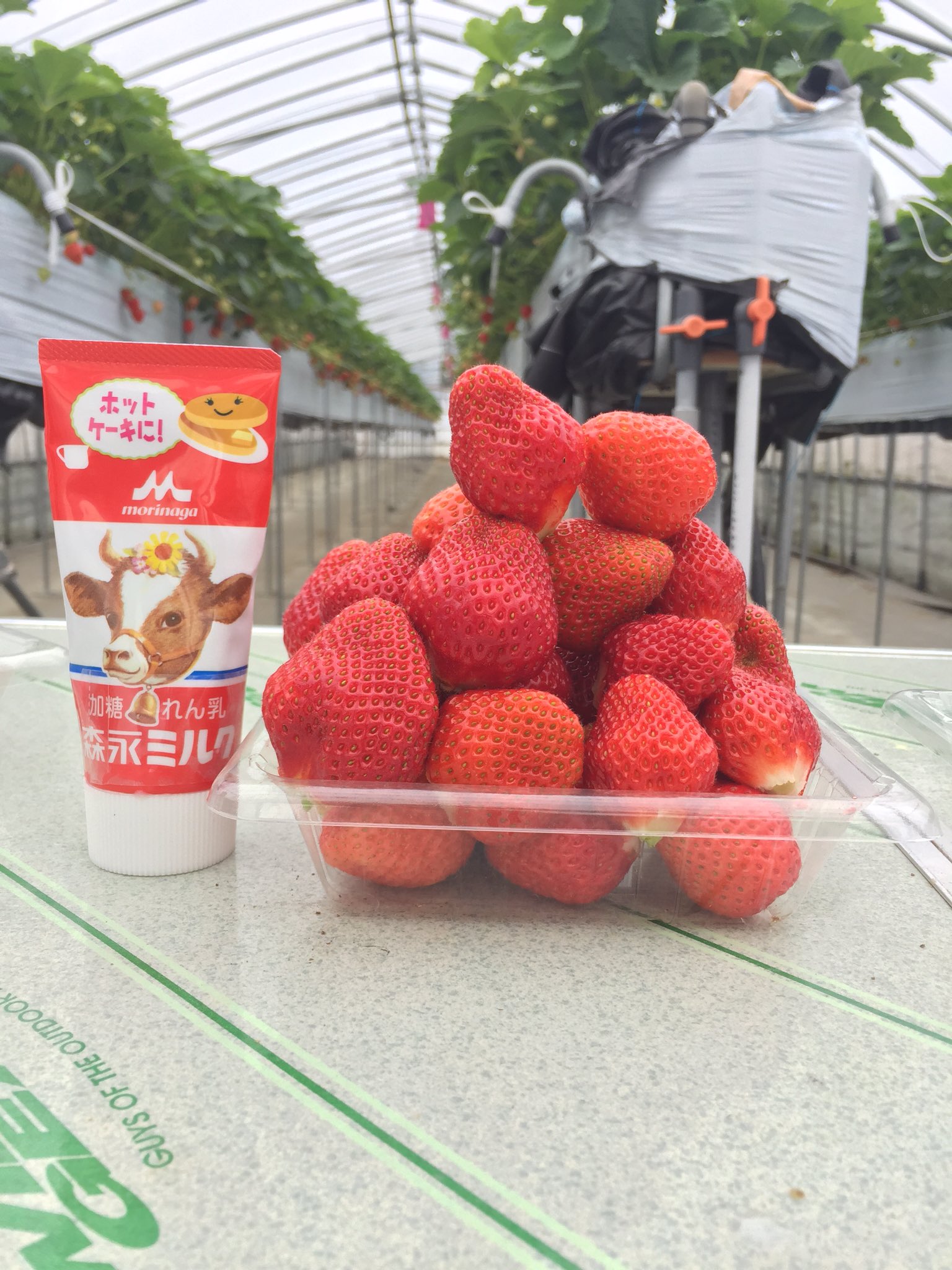 Evo Ar Twitter 山形県酒田市浜中 イチゴ狩り 1時間 大人10円 小人600円 甘くて美味しいイチゴ 70個は食べたかも Evo Ar Twitter 山形県酒田市浜中 イチゴ狩り 1時間 大人10円 小人600円 甘くて美味しいイチゴ 70個は食べたかも