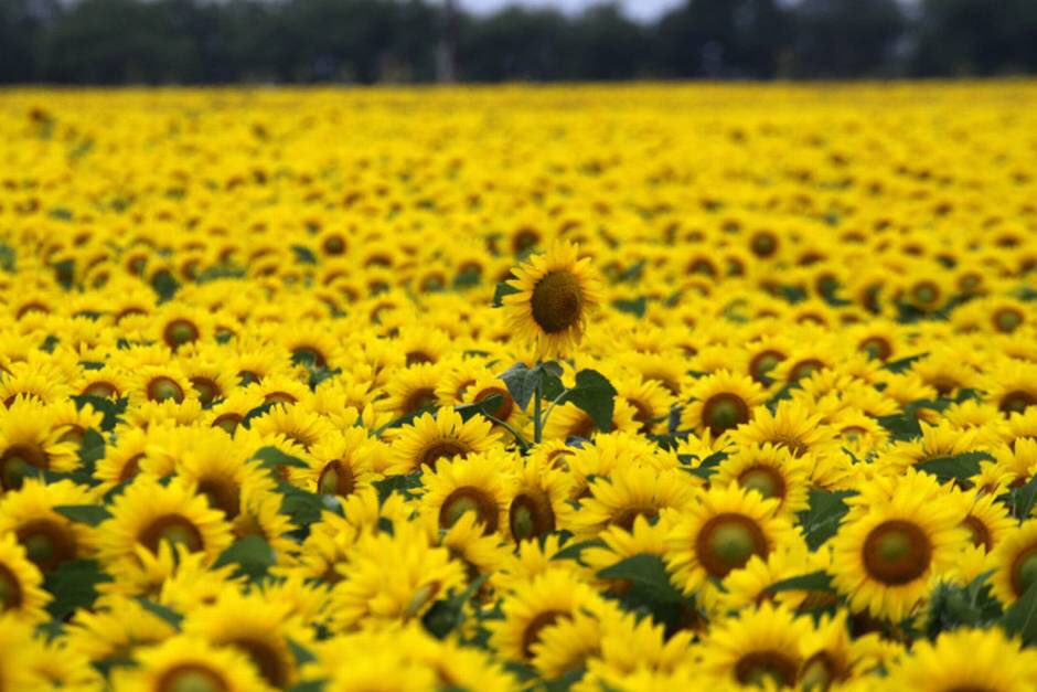 feelgoodvibes's tweet photo. 🌻 https://t.co/VgzrXueUUg