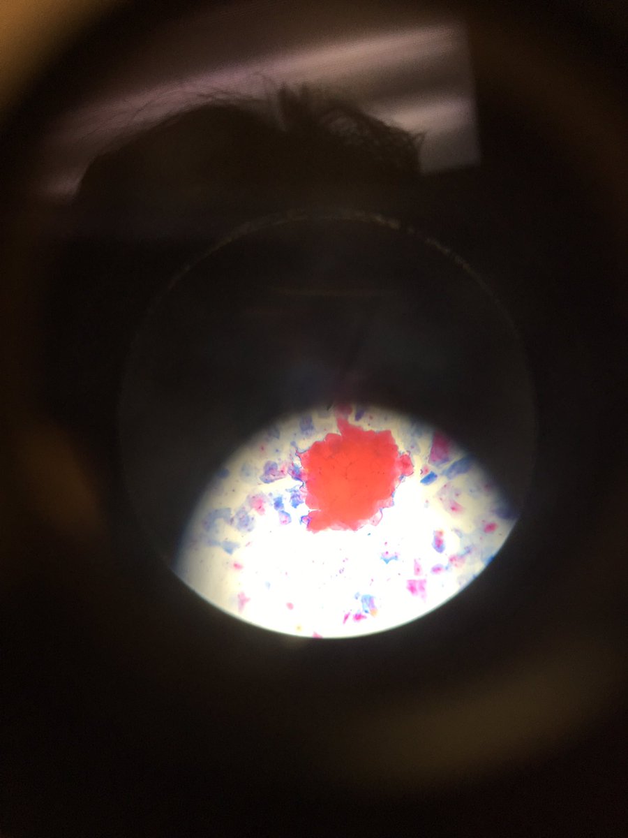 MsGLSES's tweet photo. Looking at plant and animal cells. #5thgrade #scientists @LortonStationES @fcpsnews https://t.co/sVCfp9fN0J