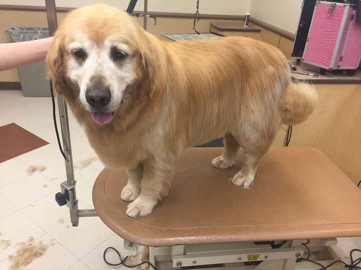 Nyle looks gorgeous after his furminator treatment with Tori 🐾🐾