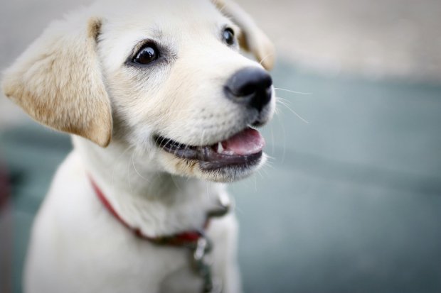 HCCabrini's tweet photo. Simply observing someone after they pet a dog is evidence of their ability to reduce stress. https://t.co/3a5ooSJO1b https://t.co/YhrJYtcZqw