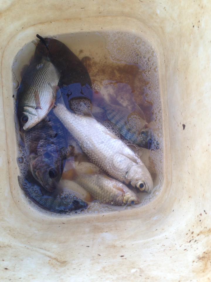 Tahukah ikan apa yang masih ada di #KarangMumus ? baca deh karangmumus.id/2016/05/ikan-i…