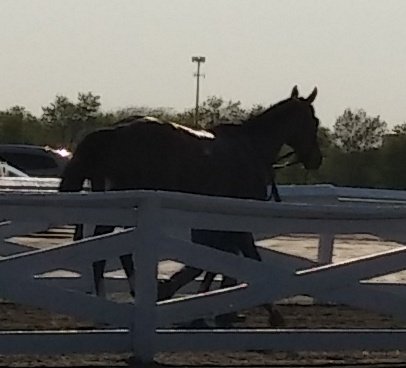 Gabriettaa's tweet image. Great #springsummer16 @ArlingtonRacing with Robin &amp;amp; Phil Bellagamba