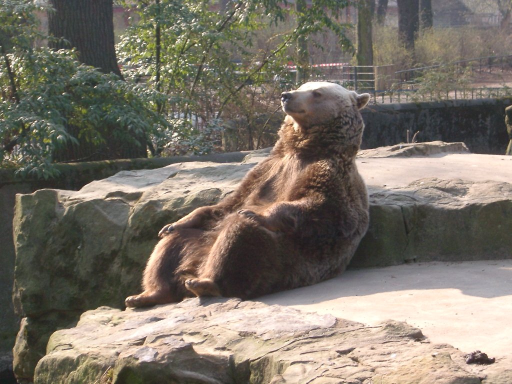 Current mood: pondering bacon #bacon #bacontime #baconhashtags #baconandhash