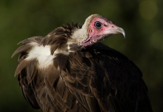 earthblog's tweet image. What If We Lost All the Vultures? Why vultures matter, and what we lose if they&apos;re gone ow.ly/kil43000c2E