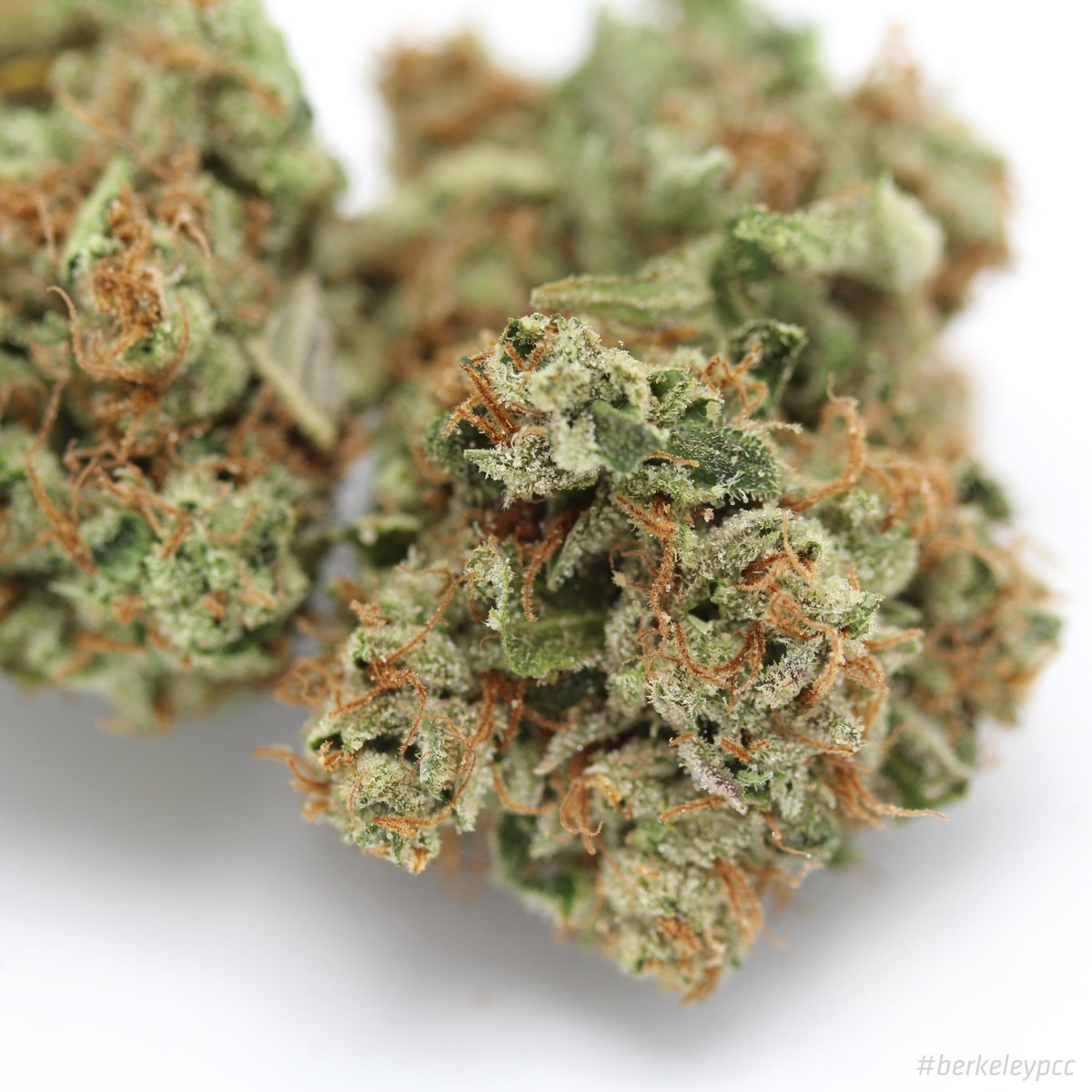 BerkeleyPCC's tweet photo. Fresh batch of Chiesel (Big Buddah Cheese x NYC Diesel) flowers just hit the shelf! #mmj #thc #berkeleypcc #chiesel https://t.co/lshelyeW1Y