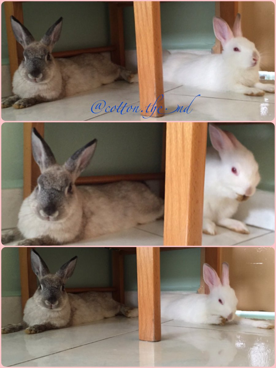 cotton_the_nd's tweet photo. Smurfette & Jumpy at their fave spot, under the chair!
#rabbit #bunny #cottonthend https://t.co/SyRgxTxc2p https://t.co/7Oj3lVAhq6