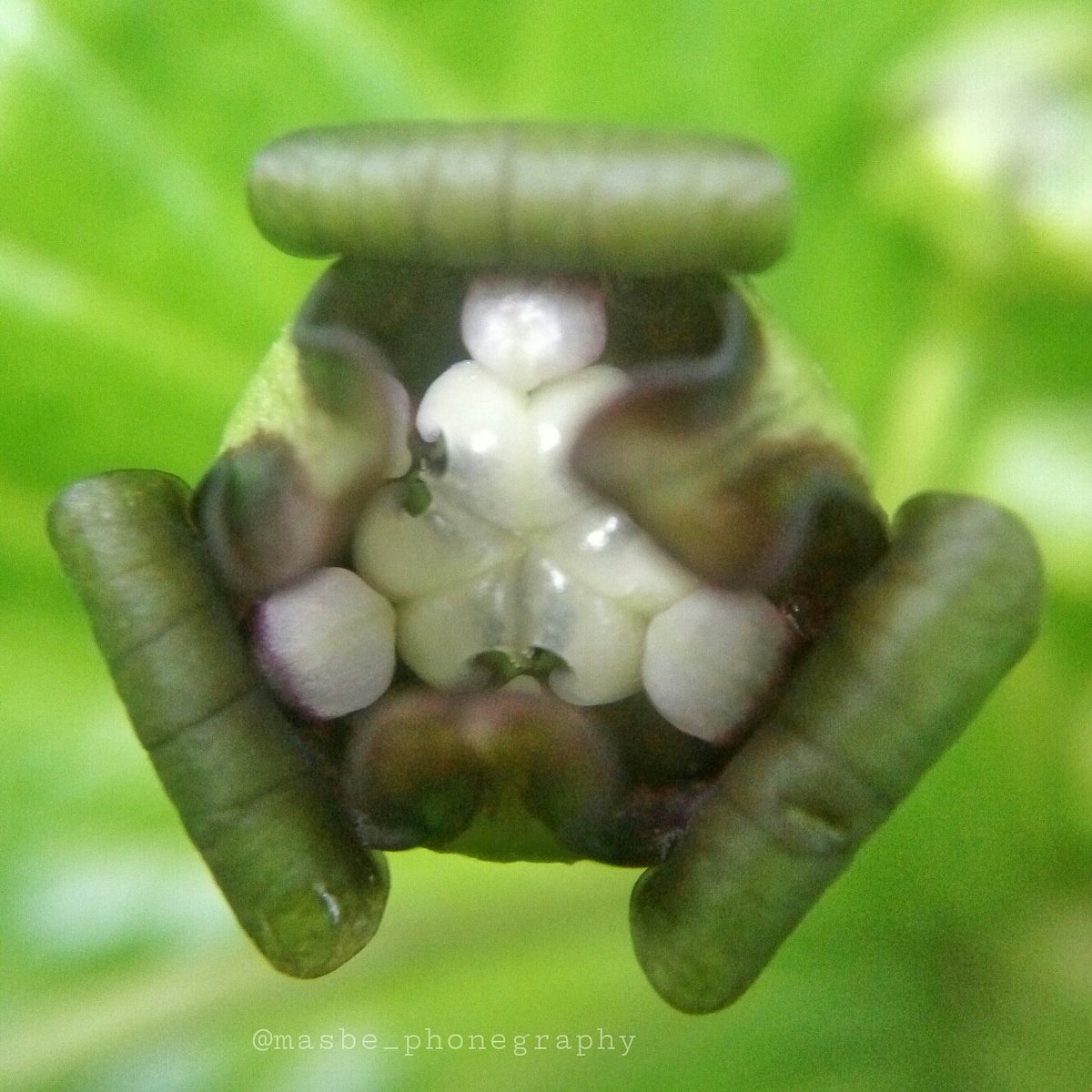 masbe07's tweet photo. Bnga liar
#coferone #trenggalek #macrophotography #photography #phonegraphy #kamerahpgw #fotografia #capture #nature https://t.co/x5l09E2Kih