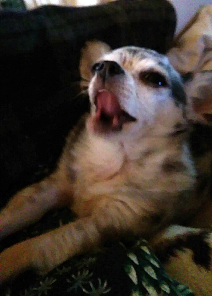 TattieMarie's tweet image. Picklebutt singing Bohemian Rhapsody this evening. P.S. Support our candidate for president. Peaches_ARF