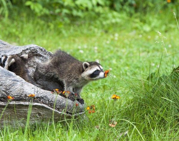 AdorableHub's tweet photo. Nature enjoying nature https://t.co/gET594LX5V