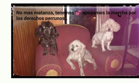 chicaspmk's tweet photo. Saludos de iqq  #BotaLaPelotaAP https://t.co/7GYX0GZIld