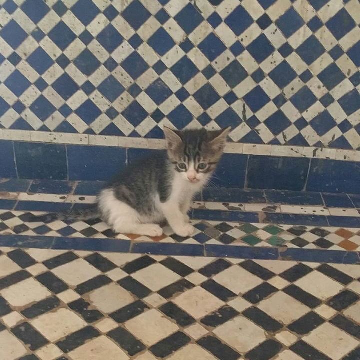 RoadToMoroccoTo's tweet photo. #cats #tiles #beauty #animals  https://t.co/iqqQjYIoOg https://t.co/ABUTb3mSnb