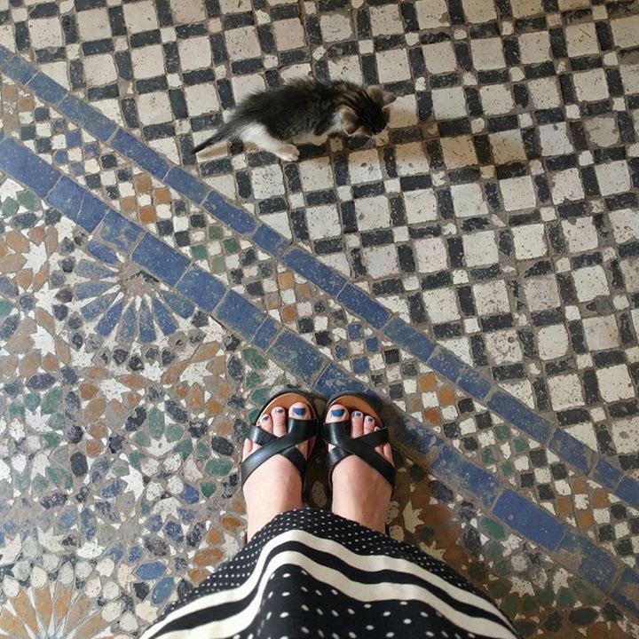 RoadToMoroccoTo's tweet photo. https://t.co/iqqQjYIoOg  #followme #cute #cats #pedicure #beauty https://t.co/MtSdvxuckS