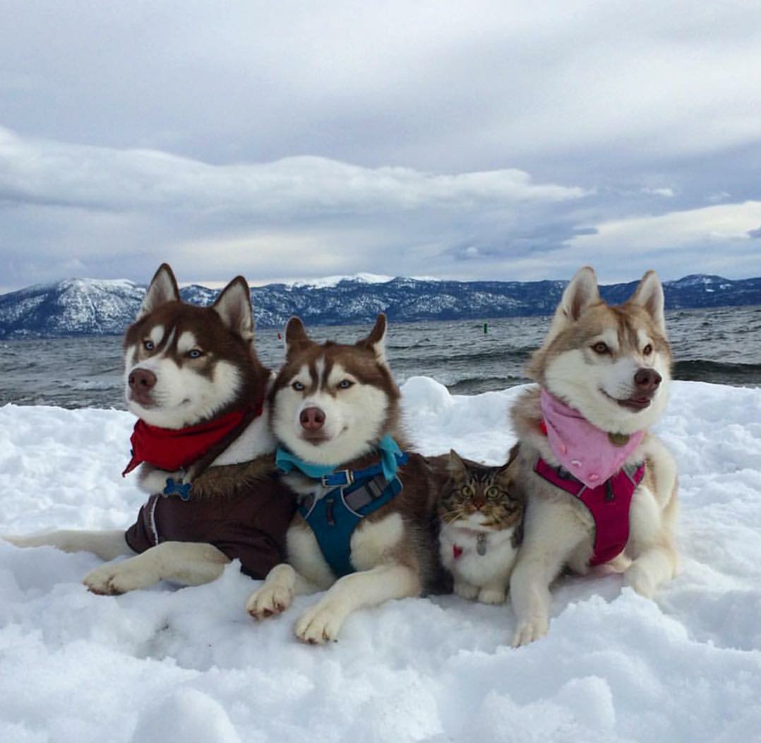 melasuda33's tweet photo. Well that would go 😜🐕💕 https://t.co/IlSaX9caC6