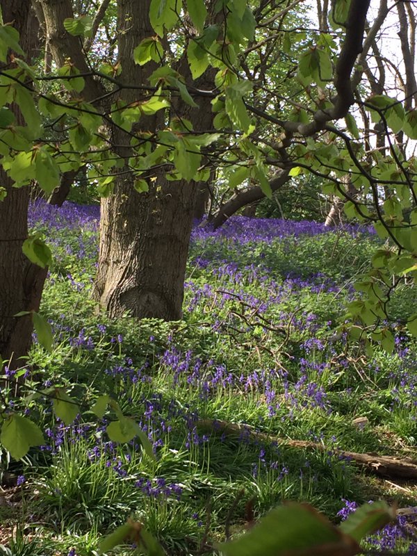 AnglianWater's tweet photo. Gorgeous bluebells at Alton Water taken by @Julies_Jules999 this wk. What do you love about your region? #YourRegion https://t.co/7qhpx3gGup