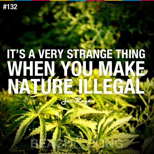 Cannaboos's tweet photo. #Cannabis #baking #Weed #THC https://t.co/vogdavra8P