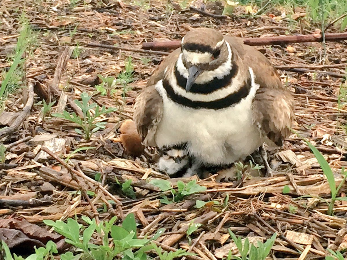 Assateague Farm (@assateaguefarm) on Twitter photo 