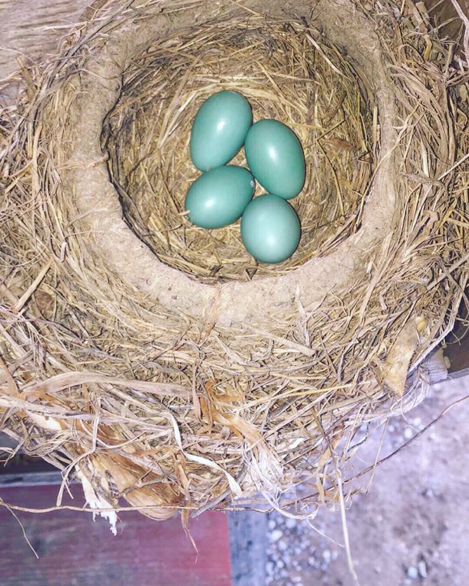 Assateague Farm (@assateaguefarm) on Twitter photo 