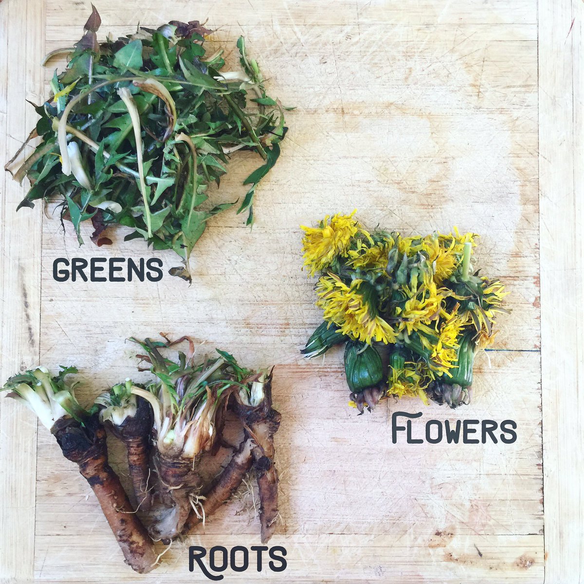 Wild edible DANDELIONS !